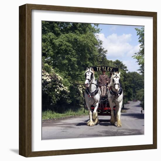 Tetley Shire Horses, Roundhay Park, Leeds, West Yorkshire, 1968-Michael Walters-Framed Photographic Print