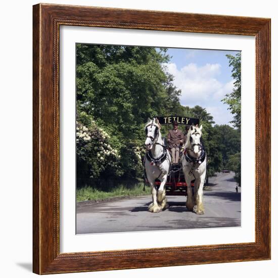 Tetley Shire Horses, Roundhay Park, Leeds, West Yorkshire, 1968-Michael Walters-Framed Photographic Print