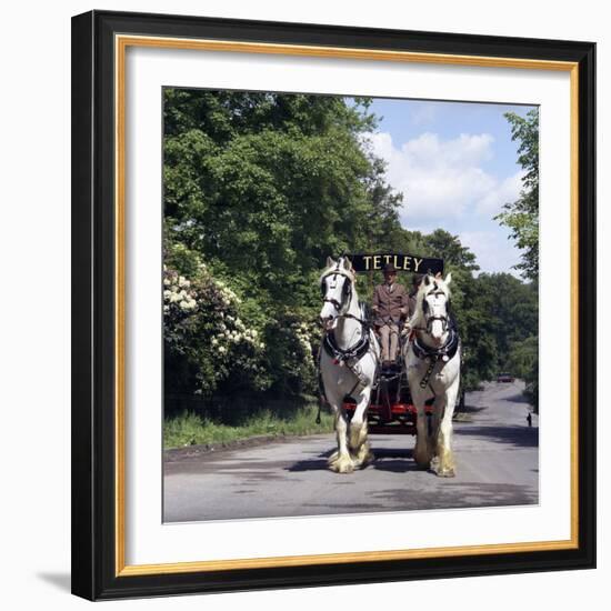 Tetley Shire Horses, Roundhay Park, Leeds, West Yorkshire, 1968-Michael Walters-Framed Photographic Print