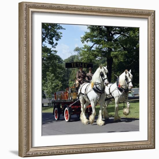 Tetley Shire Horses, Roundhay Park, Leeds, West Yorkshire, 1968-Michael Walters-Framed Photographic Print