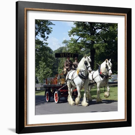 Tetley Shire Horses, Roundhay Park, Leeds, West Yorkshire, 1968-Michael Walters-Framed Photographic Print