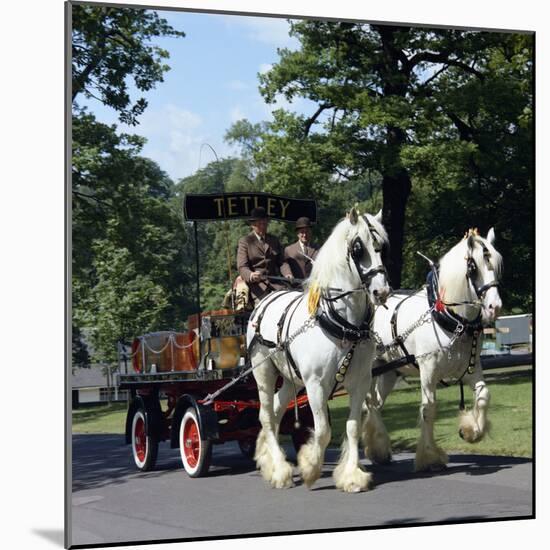 Tetley Shire Horses, Roundhay Park, Leeds, West Yorkshire, 1968-Michael Walters-Mounted Photographic Print