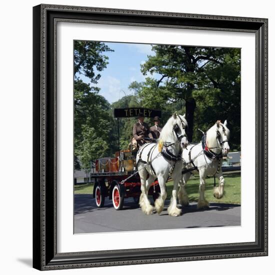 Tetley Shire Horses, Roundhay Park, Leeds, West Yorkshire, 1968-Michael Walters-Framed Photographic Print