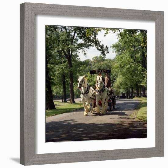 Tetley Shire Horses, Roundhay Park, Leeds, West Yorkshire, 1968-Michael Walters-Framed Photographic Print