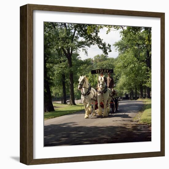 Tetley Shire Horses, Roundhay Park, Leeds, West Yorkshire, 1968-Michael Walters-Framed Photographic Print