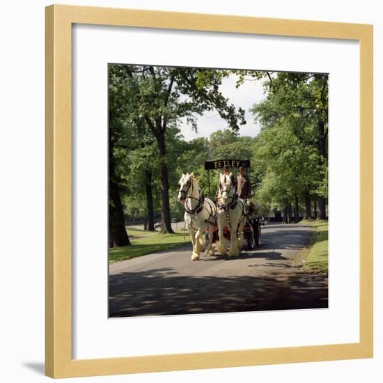 Tetley Shire Horses, Roundhay Park, Leeds, West Yorkshire, 1968-Michael Walters-Framed Photographic Print