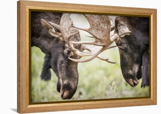 Teton NP, Wyoming, USA. Close-up of Two Bull Moose Locking Horns-Janet Muir-Framed Premier Image Canvas
