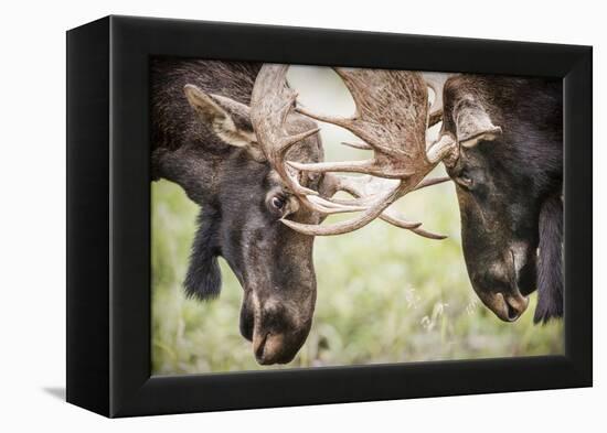 Teton NP, Wyoming, USA. Close-up of Two Bull Moose Locking Horns-Janet Muir-Framed Premier Image Canvas