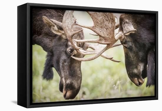 Teton NP, Wyoming, USA. Close-up of Two Bull Moose Locking Horns-Janet Muir-Framed Premier Image Canvas