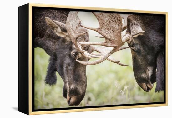 Teton NP, Wyoming, USA. Close-up of Two Bull Moose Locking Horns-Janet Muir-Framed Premier Image Canvas