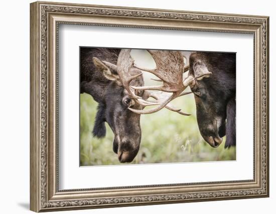 Teton NP, Wyoming, USA. Close-up of Two Bull Moose Locking Horns-Janet Muir-Framed Photographic Print