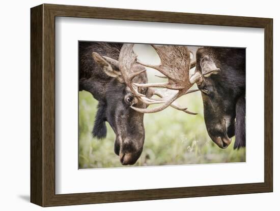 Teton NP, Wyoming, USA. Close-up of Two Bull Moose Locking Horns-Janet Muir-Framed Photographic Print