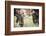 Teton NP, Wyoming, USA. Close-up of Two Bull Moose Locking Horns-Janet Muir-Framed Photographic Print