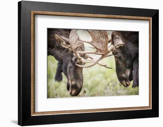 Teton NP, Wyoming, USA. Close-up of Two Bull Moose Locking Horns-Janet Muir-Framed Photographic Print