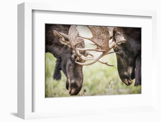 Teton NP, Wyoming, USA. Close-up of Two Bull Moose Locking Horns-Janet Muir-Framed Photographic Print