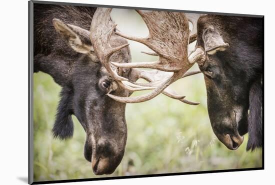 Teton NP, Wyoming, USA. Close-up of Two Bull Moose Locking Horns-Janet Muir-Mounted Photographic Print