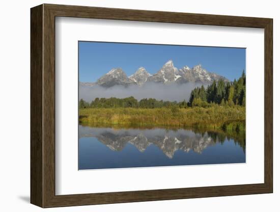 Teton Range reflected in still waters of the Snake River at Schwabacher Landing, Grand Teton NP, WY-Alan Majchrowicz-Framed Photographic Print