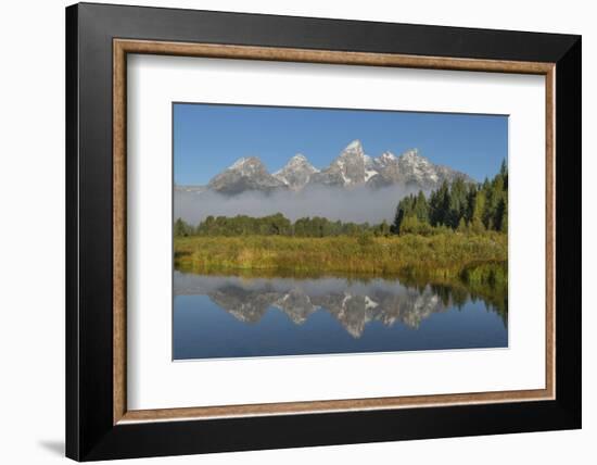 Teton Range reflected in still waters of the Snake River at Schwabacher Landing, Grand Teton NP, WY-Alan Majchrowicz-Framed Photographic Print