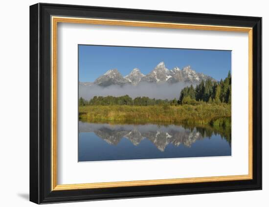Teton Range reflected in still waters of the Snake River at Schwabacher Landing, Grand Teton NP, WY-Alan Majchrowicz-Framed Photographic Print