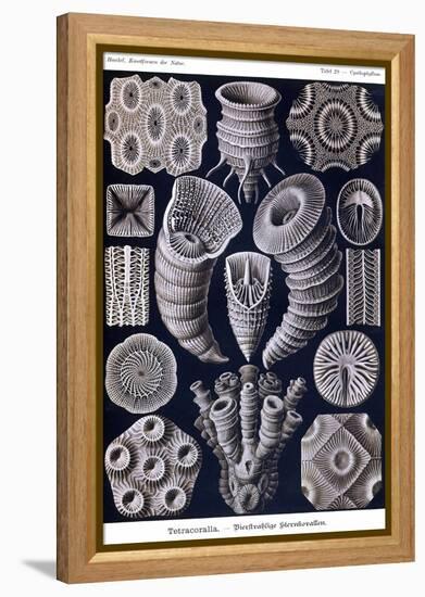 Tetracoralla - Coral-Ernst Haeckel-Framed Stretched Canvas