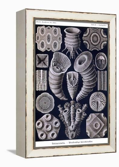 Tetracoralla - Coral-Ernst Haeckel-Framed Stretched Canvas