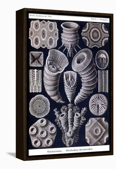 Tetracoralla - Coral-Ernst Haeckel-Framed Stretched Canvas