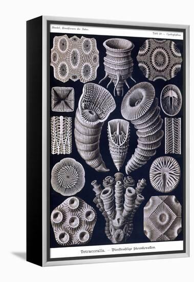 Tetracoralla - Coral-Ernst Haeckel-Framed Stretched Canvas