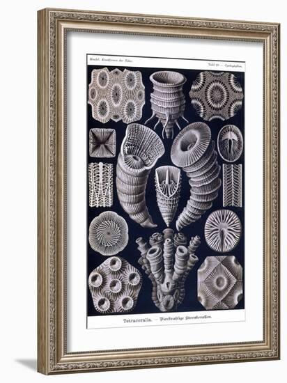 Tetracoralla - Coral-Ernst Haeckel-Framed Art Print