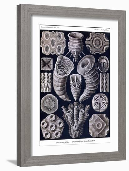 Tetracoralla - Coral-Ernst Haeckel-Framed Art Print