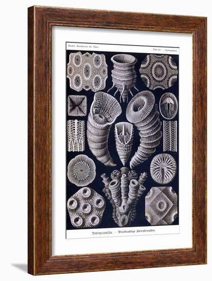 Tetracoralla - Coral-Ernst Haeckel-Framed Art Print