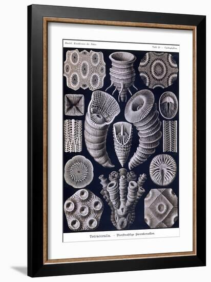 Tetracoralla - Coral-Ernst Haeckel-Framed Art Print