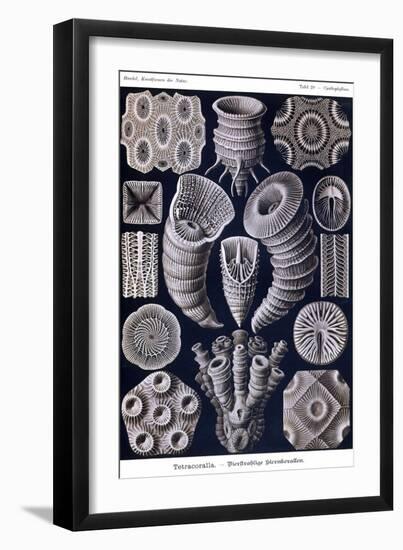Tetracoralla - Coral-Ernst Haeckel-Framed Art Print