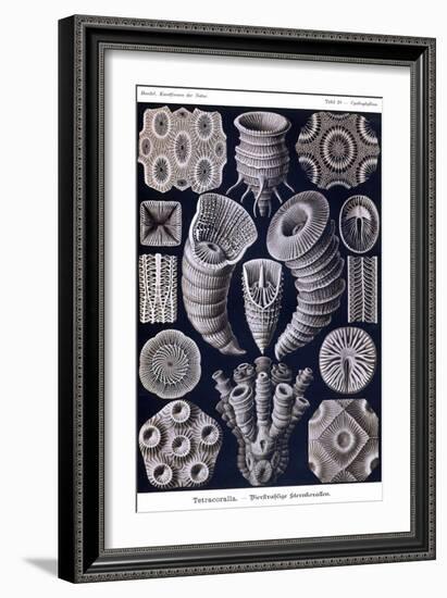 Tetracoralla - Coral-Ernst Haeckel-Framed Art Print