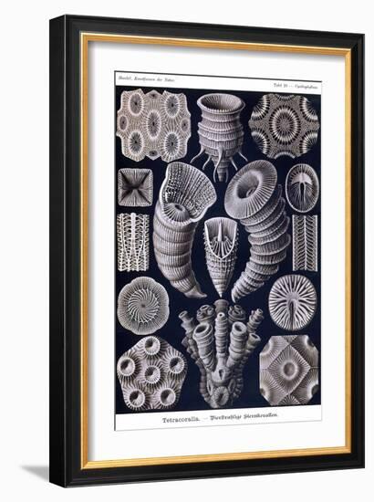 Tetracoralla - Coral-Ernst Haeckel-Framed Art Print