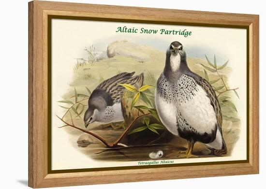 Tetraogallus Altaicus - Altaic Snow Partridge-John Gould-Framed Stretched Canvas