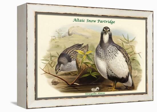 Tetraogallus Altaicus - Altaic Snow Partridge-John Gould-Framed Stretched Canvas