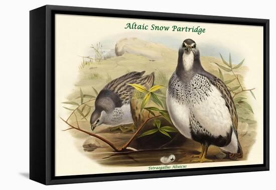 Tetraogallus Altaicus - Altaic Snow Partridge-John Gould-Framed Stretched Canvas