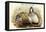 Tetraogallus Altaicus - Altaic Snow Partridge-John Gould-Framed Stretched Canvas