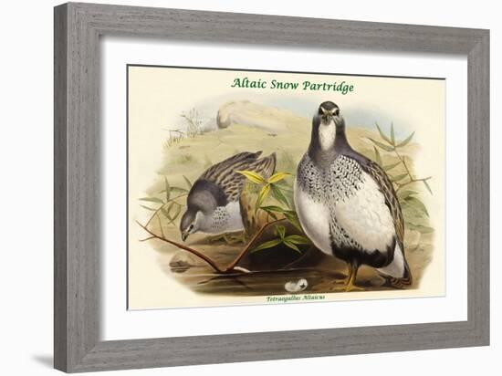 Tetraogallus Altaicus - Altaic Snow Partridge-John Gould-Framed Art Print