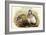 Tetraogallus Altaicus - Altaic Snow Partridge-John Gould-Framed Art Print