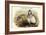 Tetraogallus Altaicus - Altaic Snow Partridge-John Gould-Framed Art Print