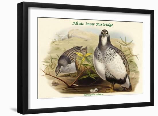 Tetraogallus Altaicus - Altaic Snow Partridge-John Gould-Framed Art Print