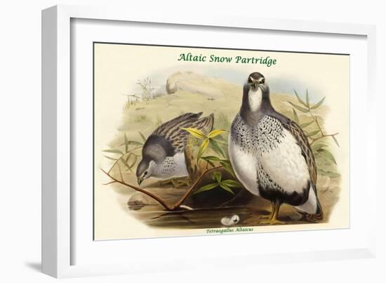 Tetraogallus Altaicus - Altaic Snow Partridge-John Gould-Framed Art Print