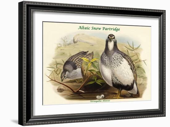 Tetraogallus Altaicus - Altaic Snow Partridge-John Gould-Framed Art Print