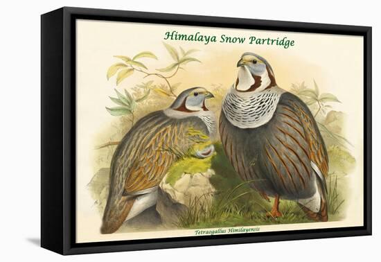 Tetraogallus Himilayensis - Himalaya Snow Partridge-John Gould-Framed Stretched Canvas