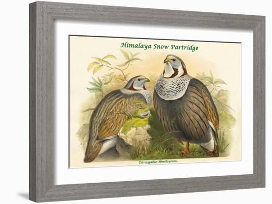 Tetraogallus Himilayensis - Himalaya Snow Partridge-John Gould-Framed Art Print