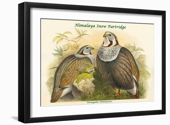 Tetraogallus Himilayensis - Himalaya Snow Partridge-John Gould-Framed Art Print