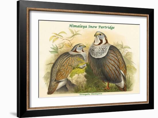 Tetraogallus Himilayensis - Himalaya Snow Partridge-John Gould-Framed Art Print