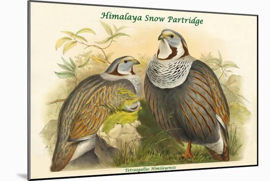 Tetraogallus Himilayensis - Himalaya Snow Partridge-John Gould-Mounted Art Print