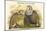 Tetraogallus Himilayensis - Himalaya Snow Partridge-John Gould-Mounted Art Print